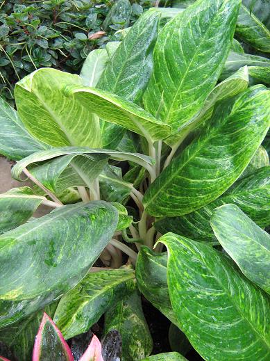 Aglaonema 'King of Siam' 