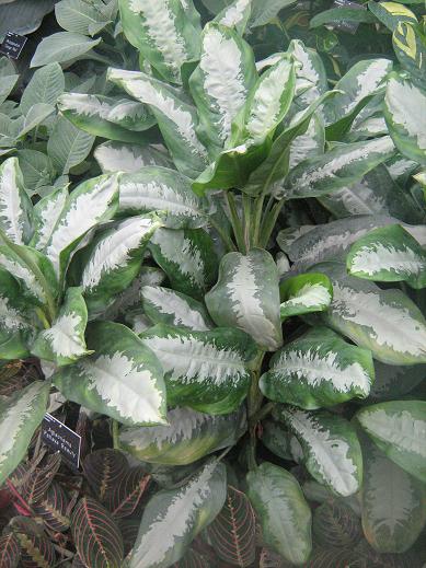 Aglaonema 'Pattaya Beauty' 