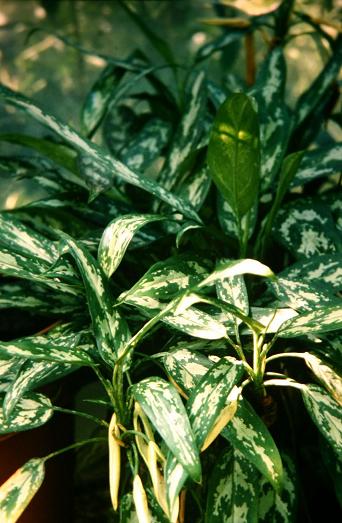 Aglaonema pseudobracteatum 