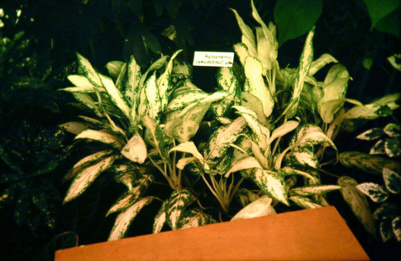 Aglaonema pseudobracteatum 'Album' 