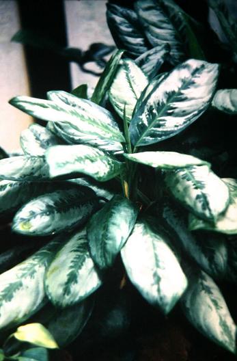 Aglaonema robelinii 