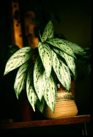 Aglaonema robelinii 'Silver Queen' 