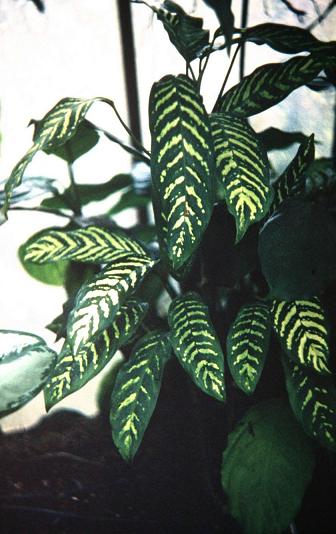 Aglaonema simplex 