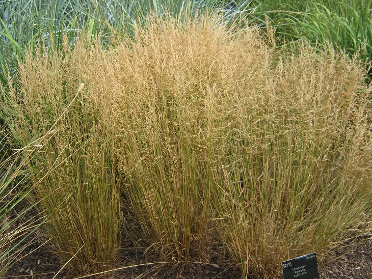 Agrostis capillaris 