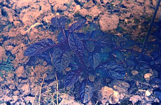 Ajuga pyramidalis 