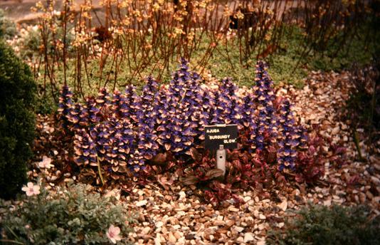 Ajuga reptans 'Burgundy Glow' 