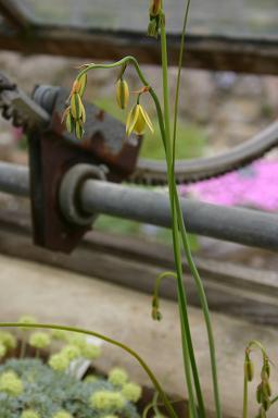 Albuca canadensis 