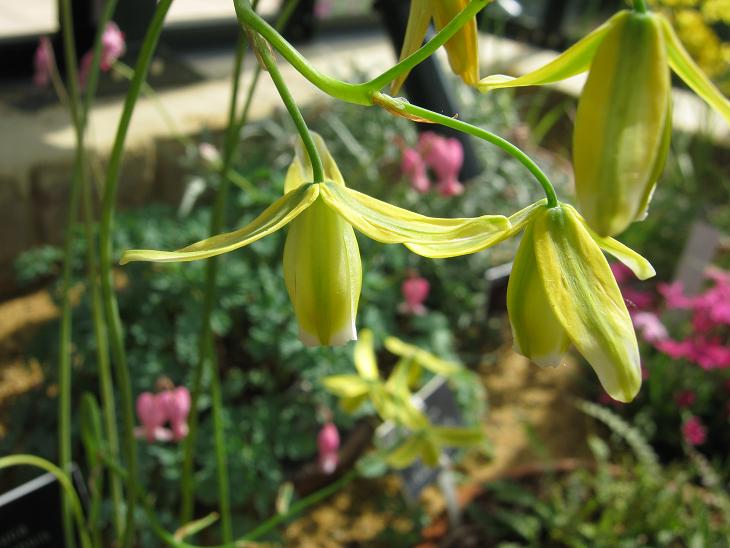 Albuca canadensis 