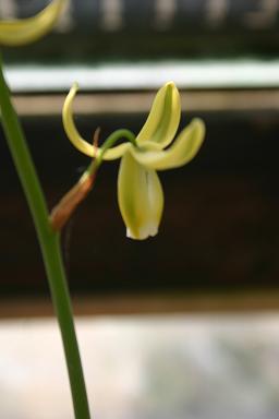 Albuca canadensis 