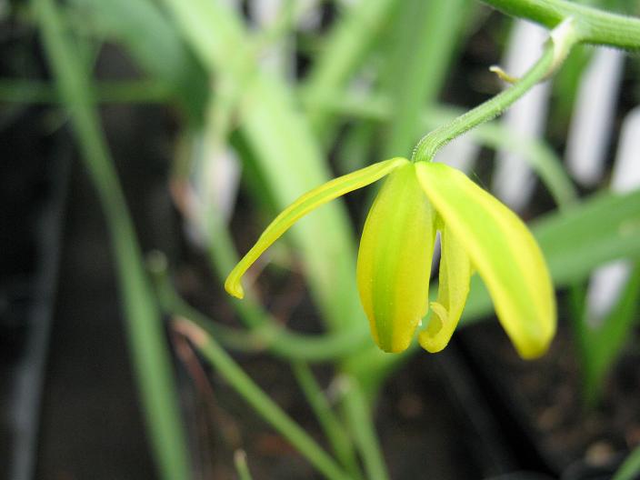 Albuca shawii 