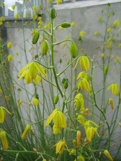 Albuca shawii 