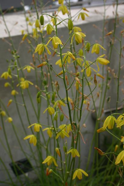 Albuca shawii 