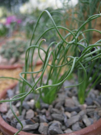 Albuca spiralis 