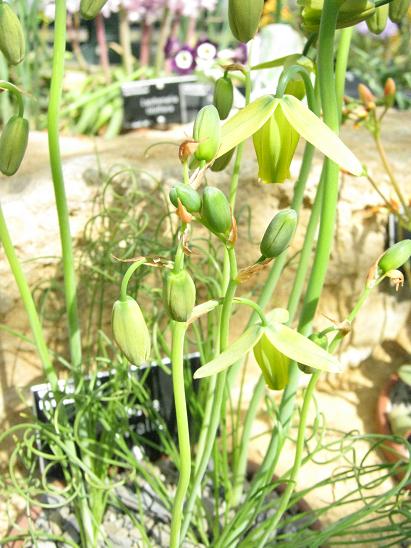 Albuca spiralis 