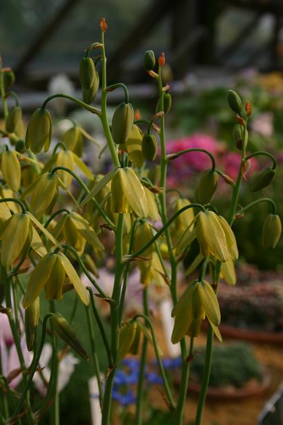 Albuca spiralis 