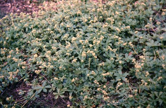 Alchemilla alpina subsericea 