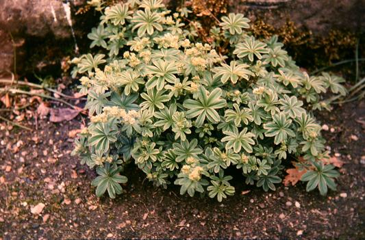 Alchemilla asteophylla 