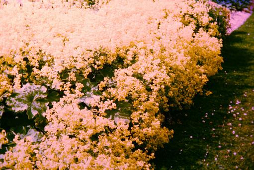 Alchemilla mollis 