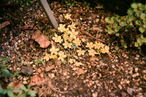 Alchemilla saxatilis 