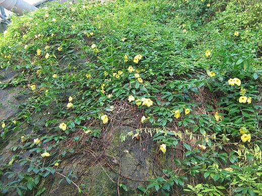 Allamanda sp. 