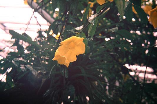 Allamanda cathartica 