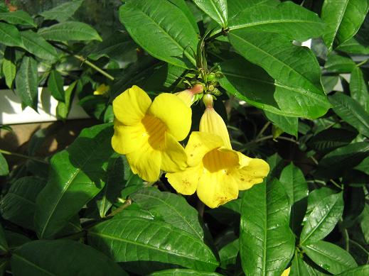 Allamanda schottii 