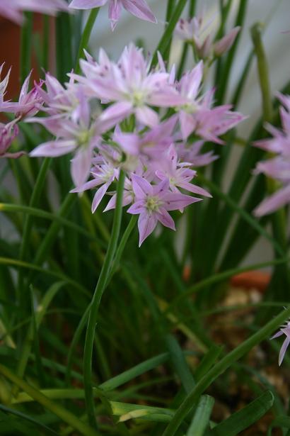 Allium acuminatum 