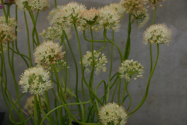 Allium albidum ssp. albidum 