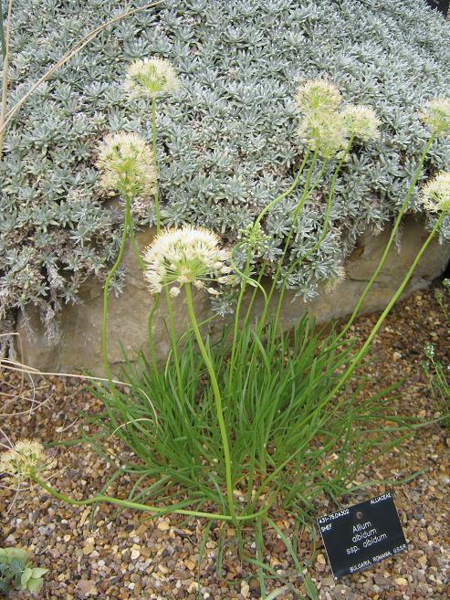 Allium albidum ssp. albidum 