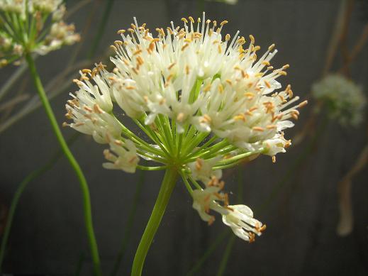 Allium albidum ssp. albidum 