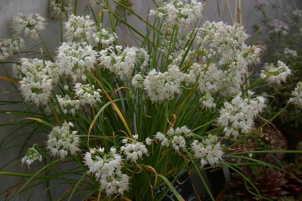 Allium cernuum 