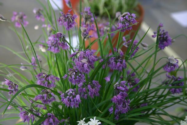 Allium cyathophorum var. farreri 