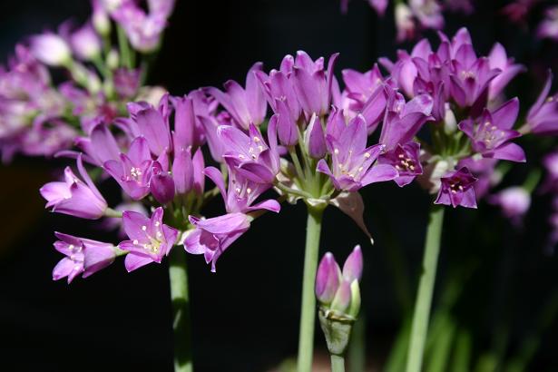 Allium dichlamydeum 