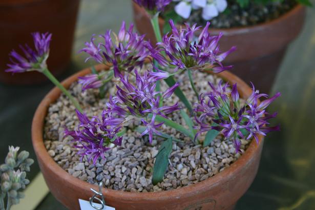 Allium falcifolium 