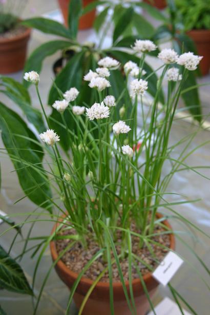 Allium geyeri 