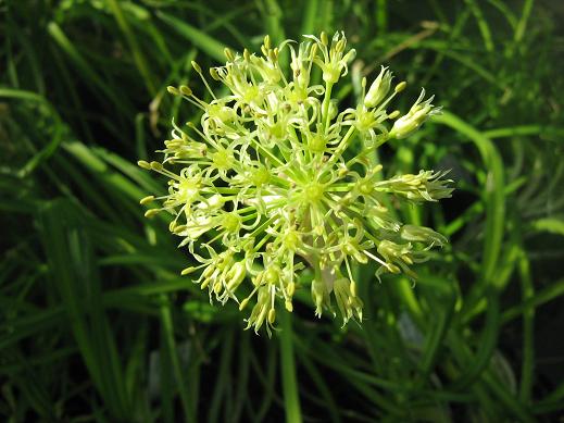 Allium hookeri 