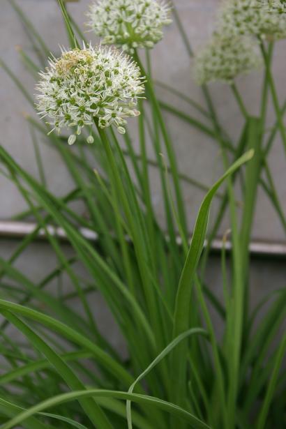 Allium humile 