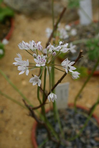 Allium hyalinum 