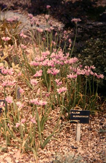 Allium murrayanum 