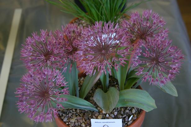 Allium nevskianum 