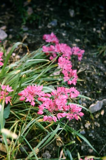 Allium ostrowskianum 