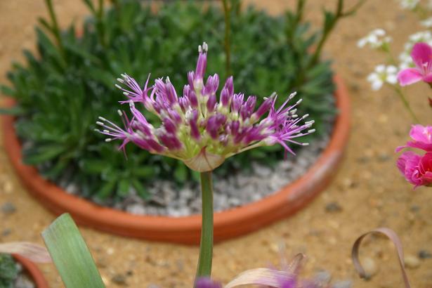 Allium platycaule 
