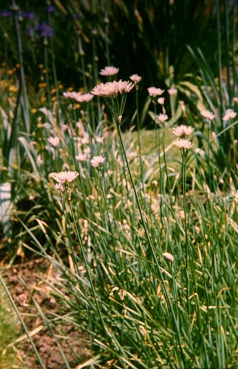 Allium ramosum 