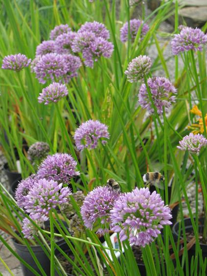 Allium senescens 