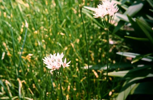 Allium senescens 