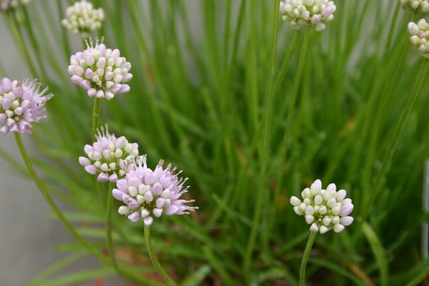 Allium senescens ssp. montanum 