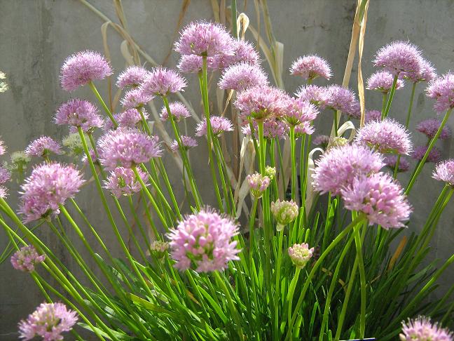 Allium senescens ssp. montanum 