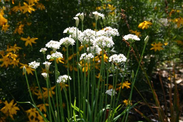 Allium tuberosum 