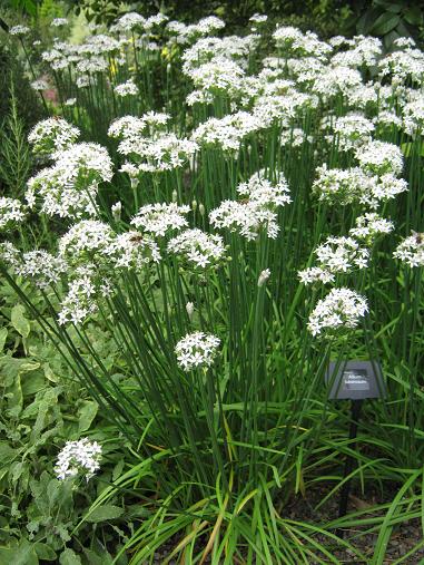 Allium tuberosum 