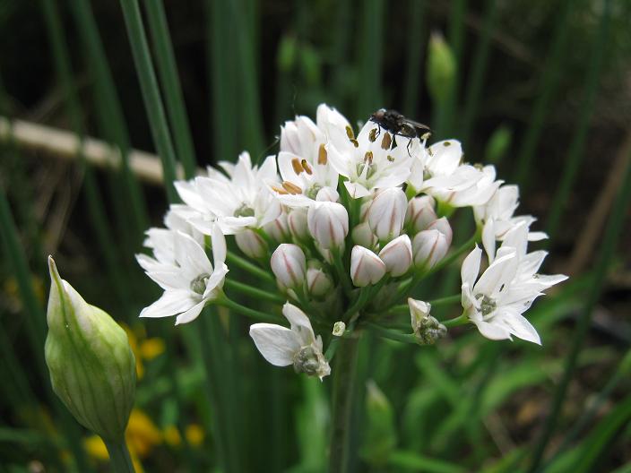 Allium tuberosum 